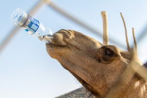 municipal water